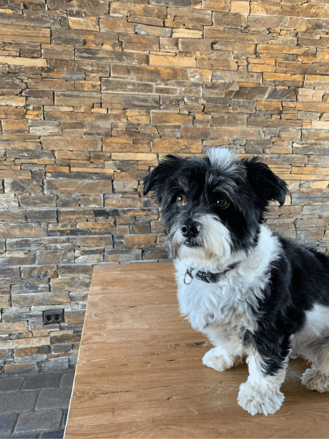 ein Hund sitzt vor einer Mauer aus Naturstein Verblendern